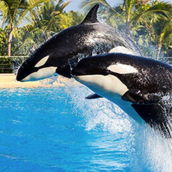 Loro park
