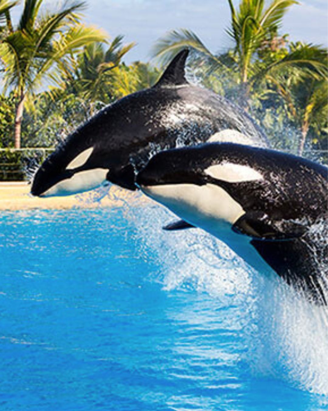 Loro park