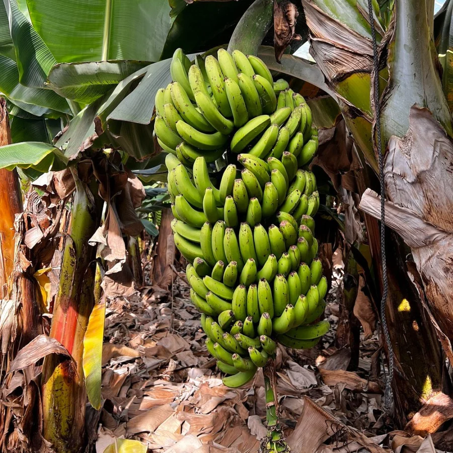 Plantacja bananow Teneryfa