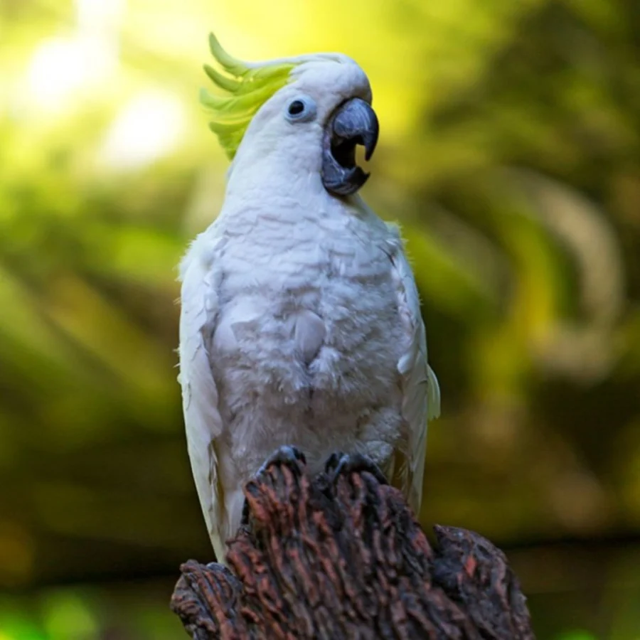 Loro park