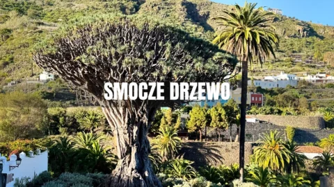 Smocze drzewo Teneryfa